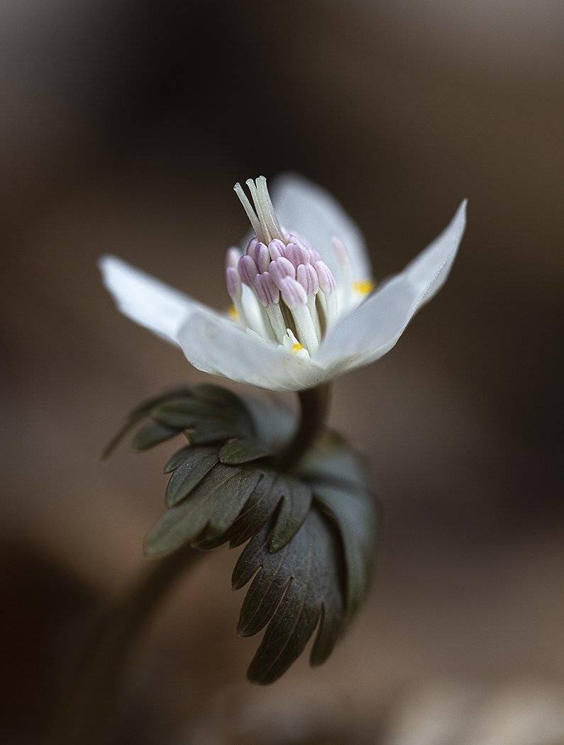 весенник звезчатый etanthis stellata  весна апрель владивосток остров русский, Евгений Слободской