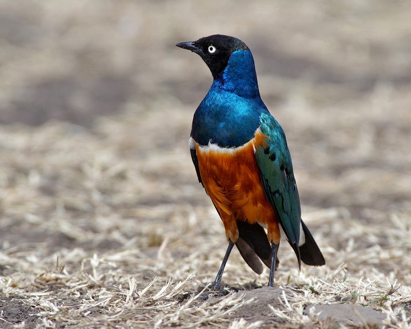 превосходный скворец,superb starling ,lamprotornis superbus Превосходный скворец фото превью