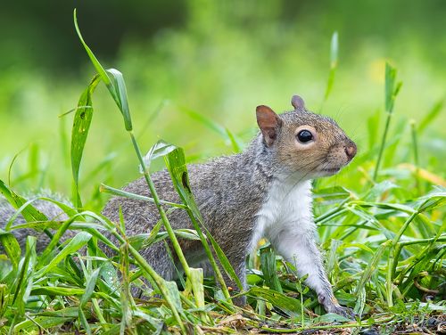 Gray squirrel - Каролинская белка