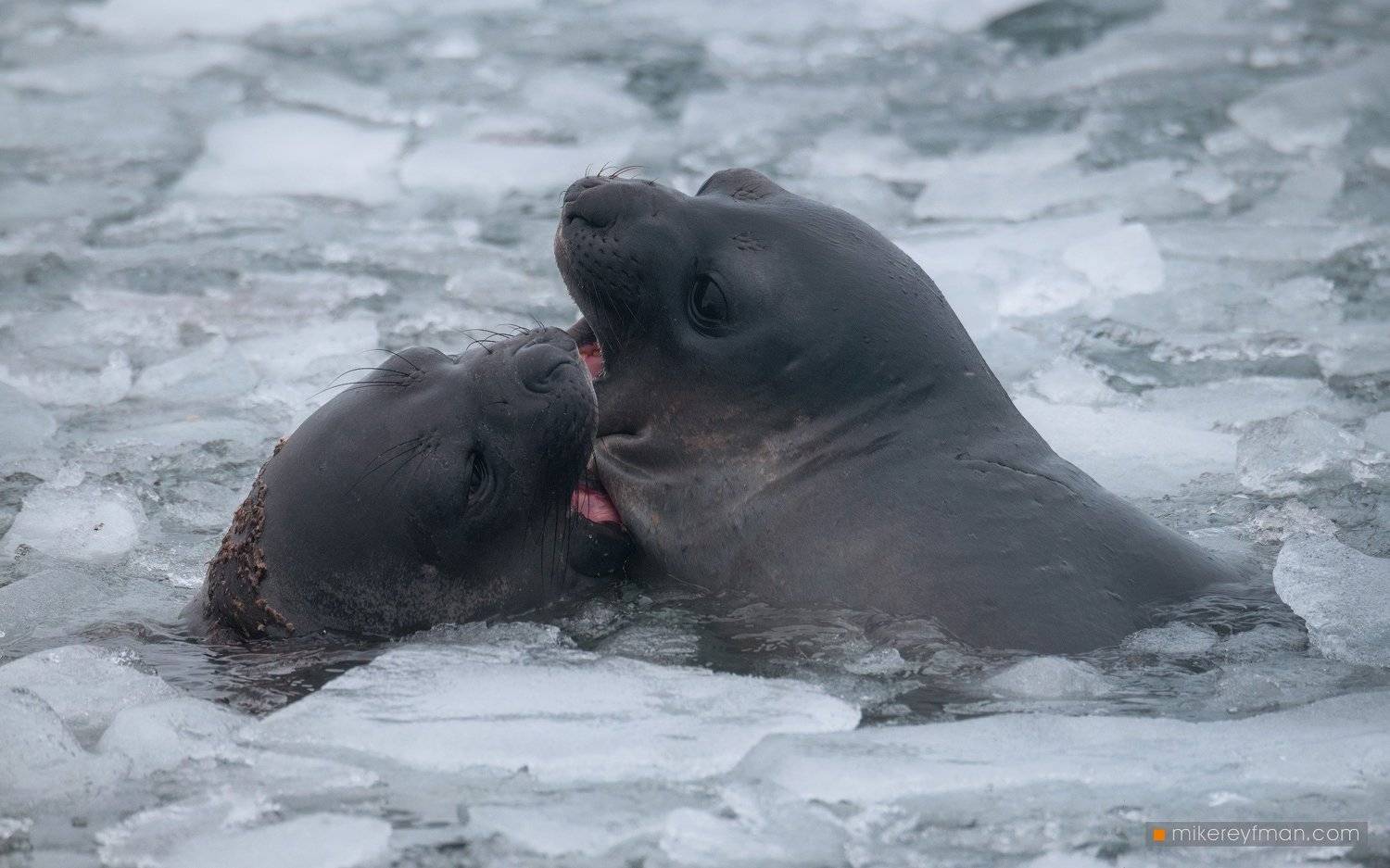southern_elephant_seal, yankee_harbour, greenwich_island, shetland_islands, antarctica, animal_wildlife, animals_in_the_wild, antarctica, aquatic_mammal, beach, male_animal, nature, no_people, the_natural_world, Майк Рейфман