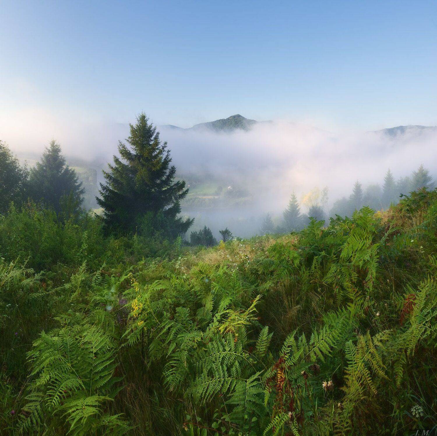 утро, лето, туман, река, Стрий, Карпаты, Сколовские Бескиды, путешествие, горы, пейзаж, панорама, папоротник, foggy, morning, river, Stryi, Carpathians, Skolivsky Beskydy, landscape, mist, mountains, panorama, fairytale, trees, travel, Ukraine, Ivan Maljarenko 