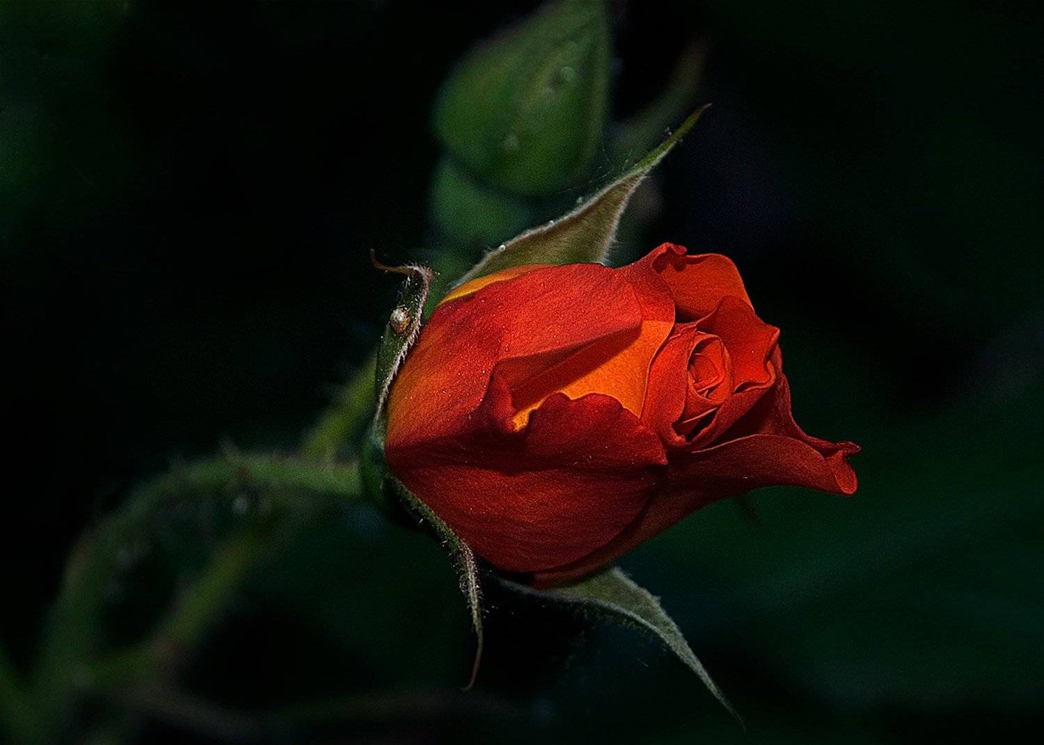 , Владимир Гамаюнов