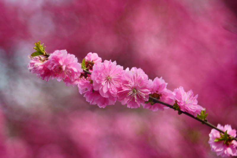 south korea, seoul, spring, flower, plum, bokeh, red, Red plum фото превью