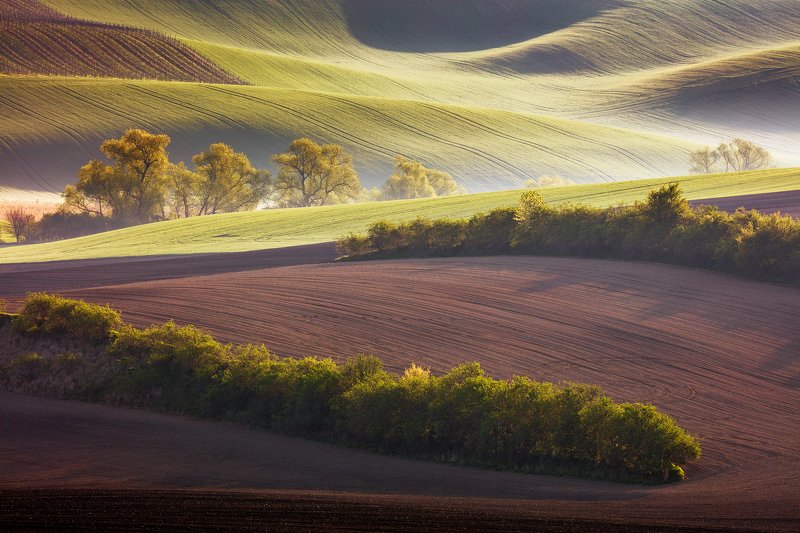 south moravia, czech republic, spring, light, field, countryside, rural, landscape, trees Morning in the Fields фото превью