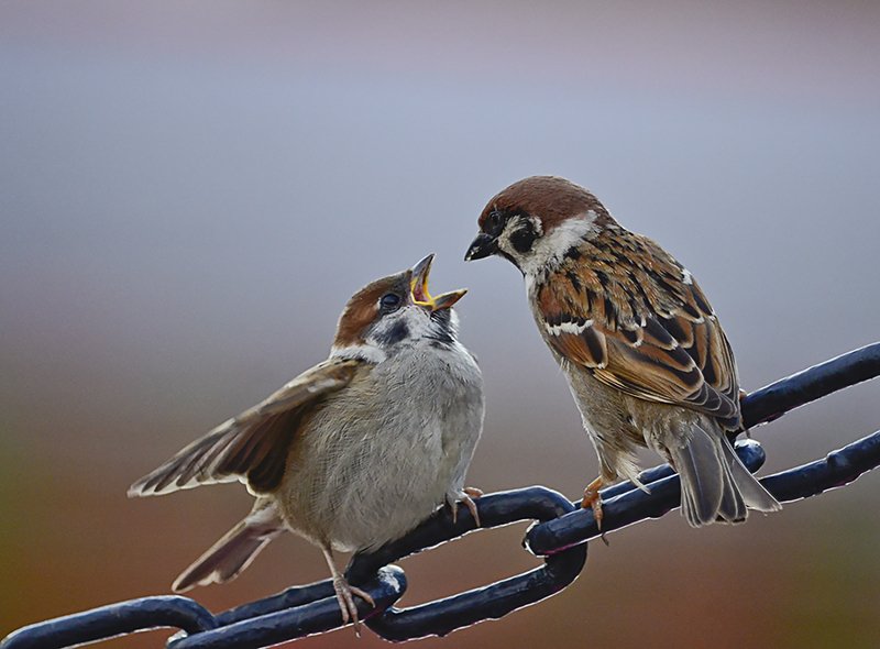 Стоматолог фото превью