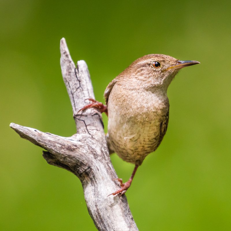 House Wren фото превью