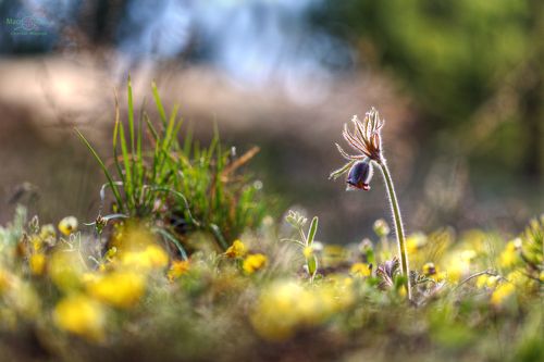 Весенняя палитра