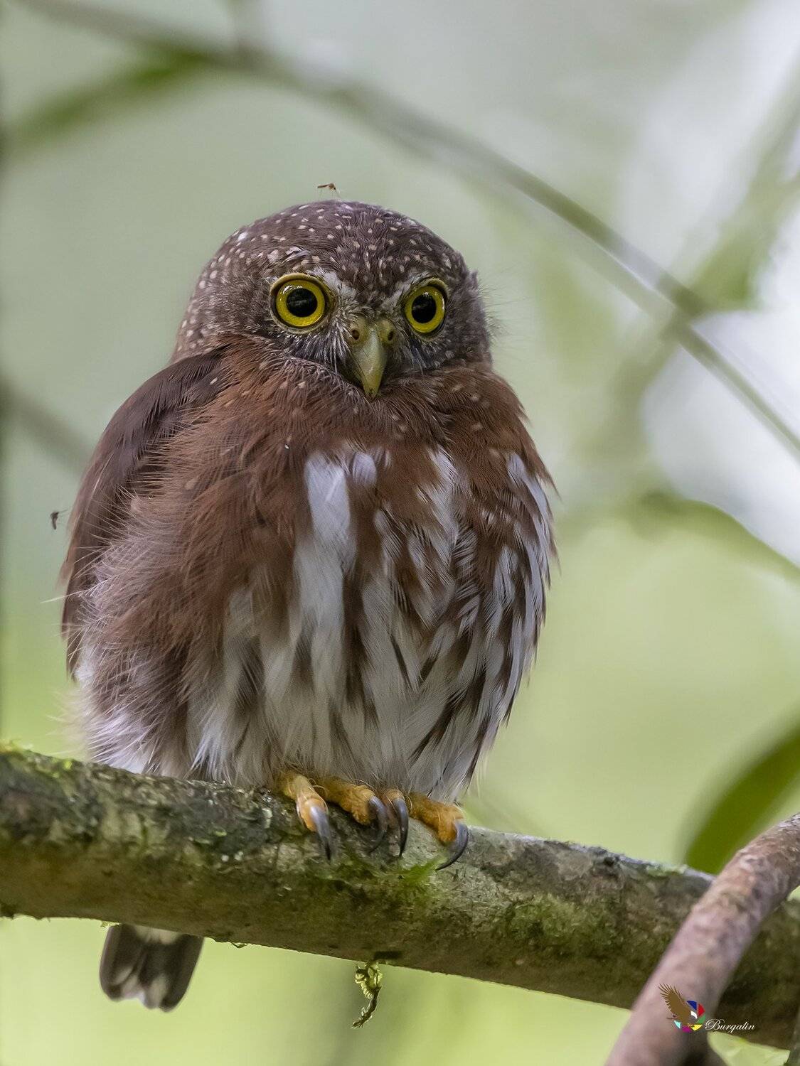 , Fernando Burgalin Sequeira