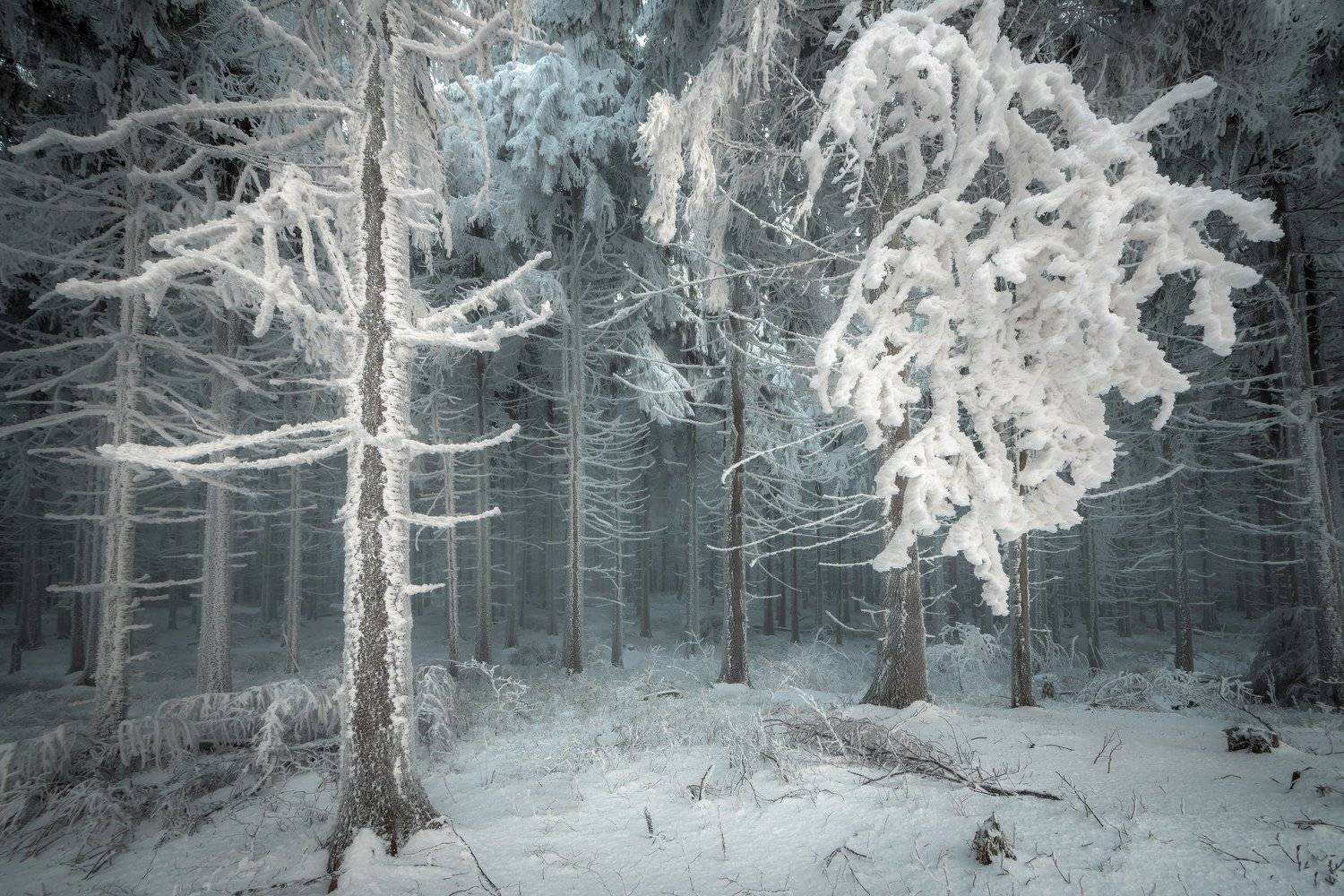 forest, trees, tree, ice, snow, cold, fog, mist, winter, nature, landscape, Lubo&scaron; Prchal