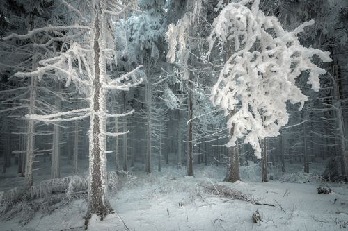 Frozen Forest