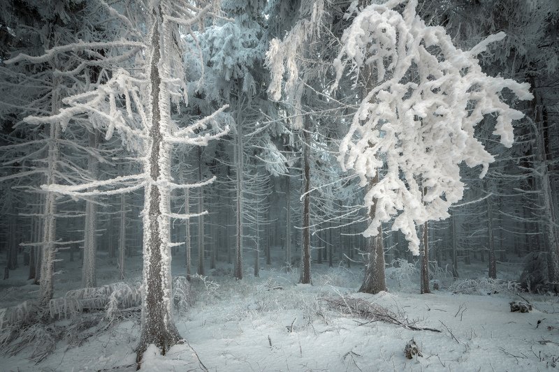 forest, trees, tree, ice, snow, cold, fog, mist, winter, nature, landscape Frozen Forest фото превью
