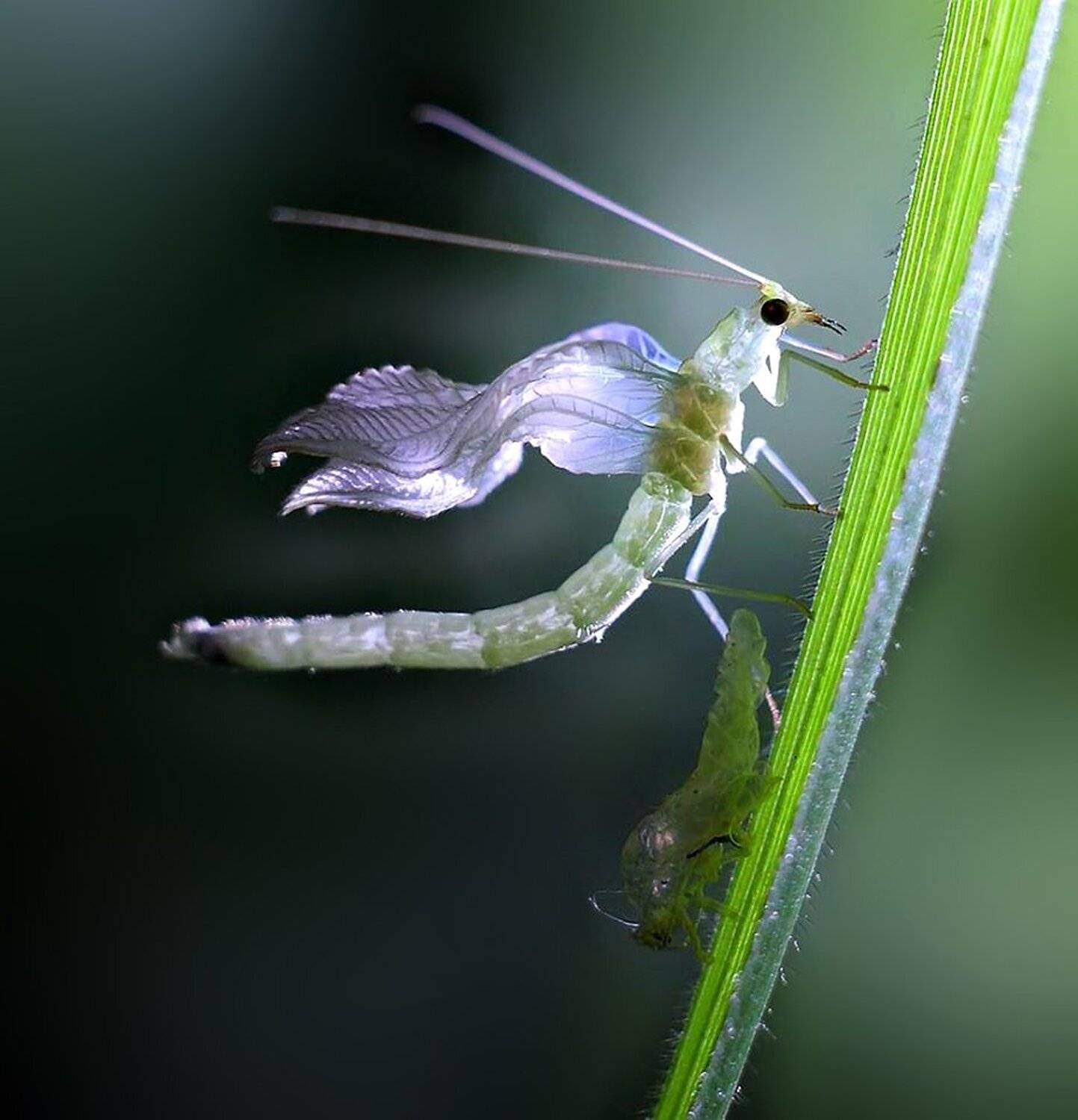 , Галина Горькавая