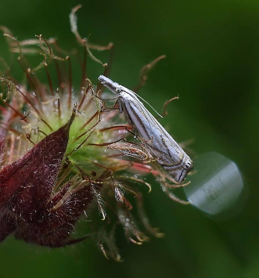 , Галина Горькавая