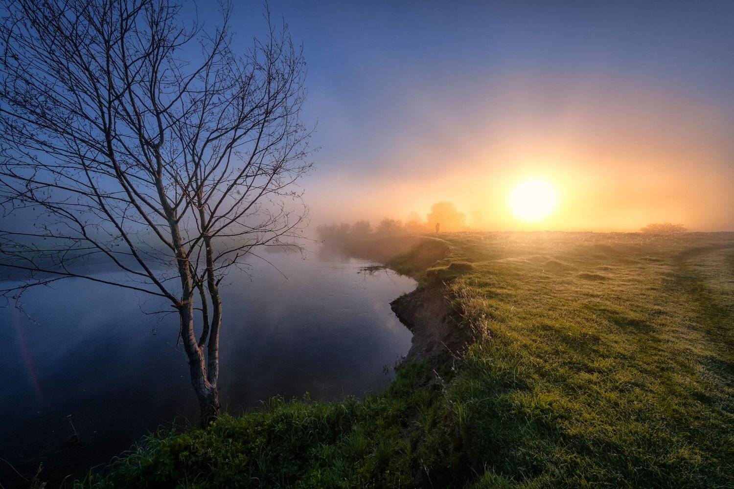 шерна, река, рассвет, солнце, берег, дерево, фотограф, свет, утро, туман, пейзаж, Андрей Чиж