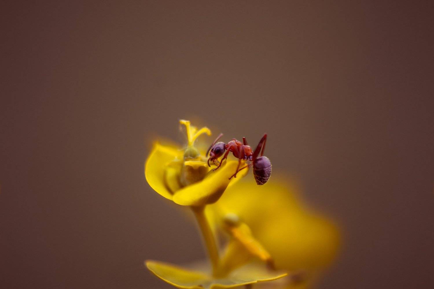 , Сергей Масленников