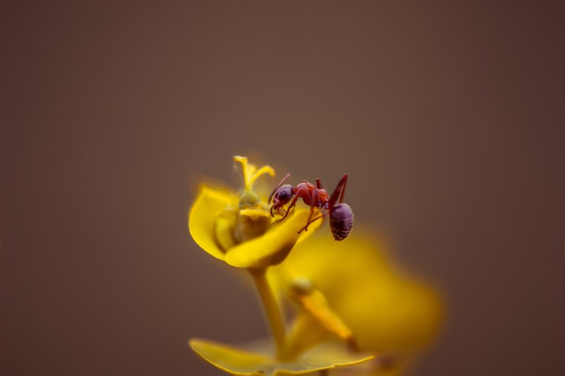 Трудоголик фото превью