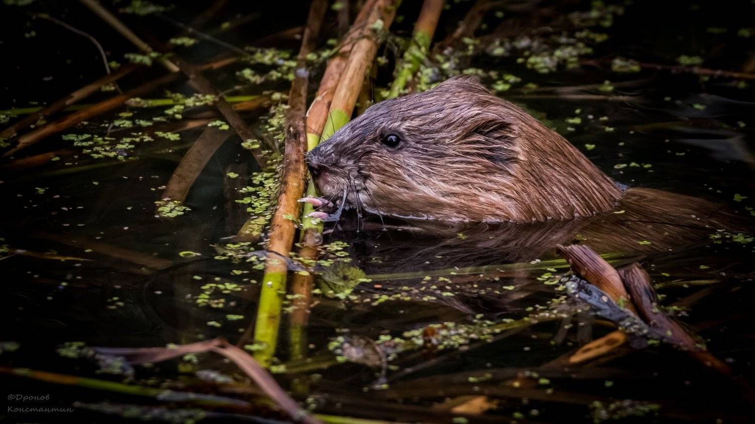 Животные, ФотоОхота, Ондатра, Дронов Константин