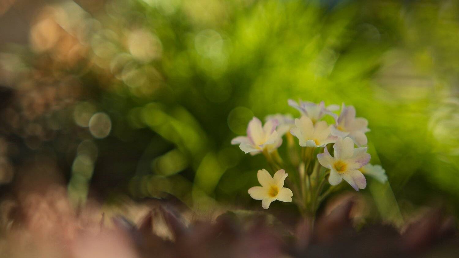 , Эдуард Колобошников