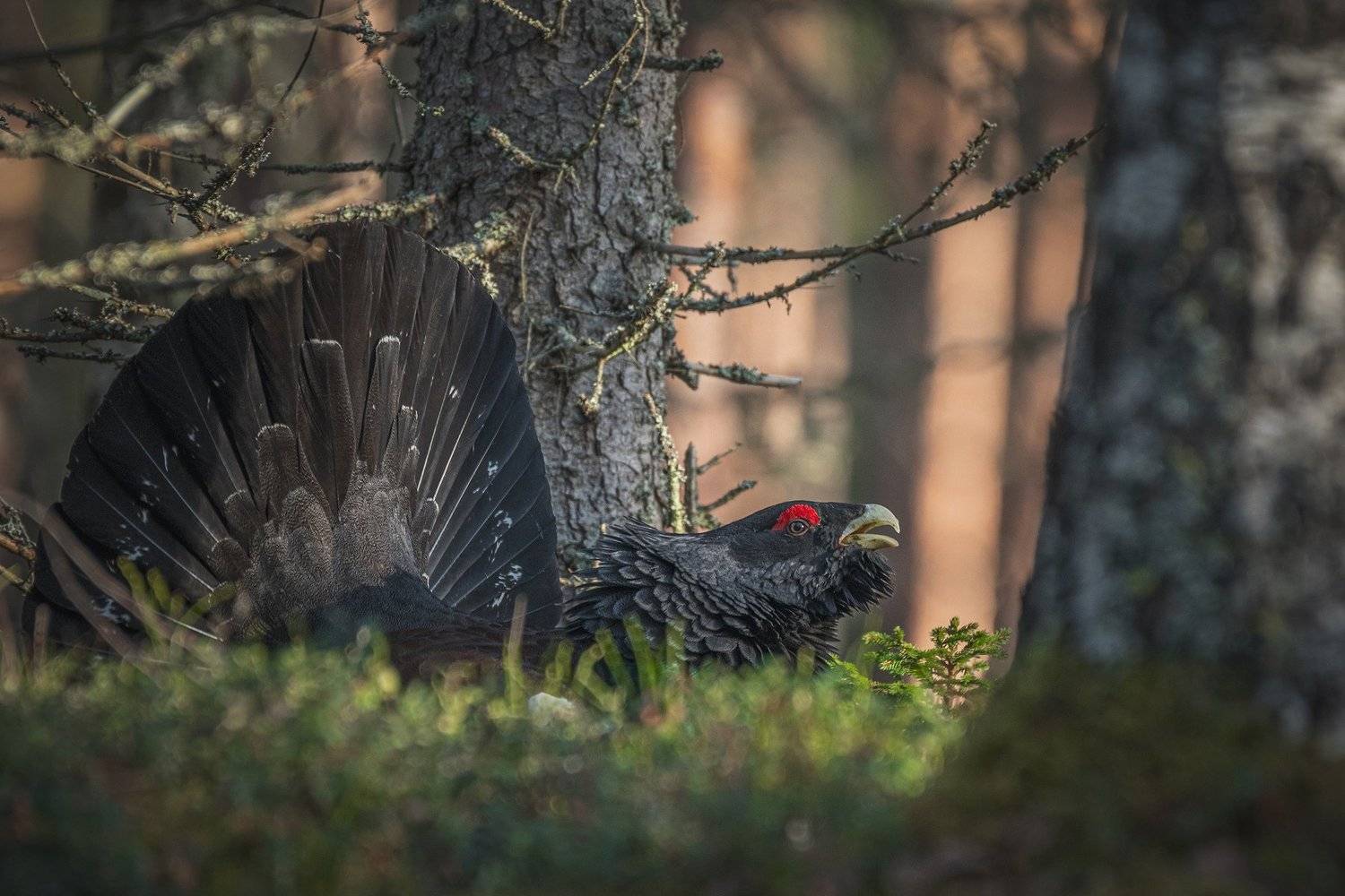real wildlife, wildlife, nature, forest, wildlife photographer, capercaillie, bird photography, глухарь, tetrao urogallus, bird,, Aleksey Sharypin