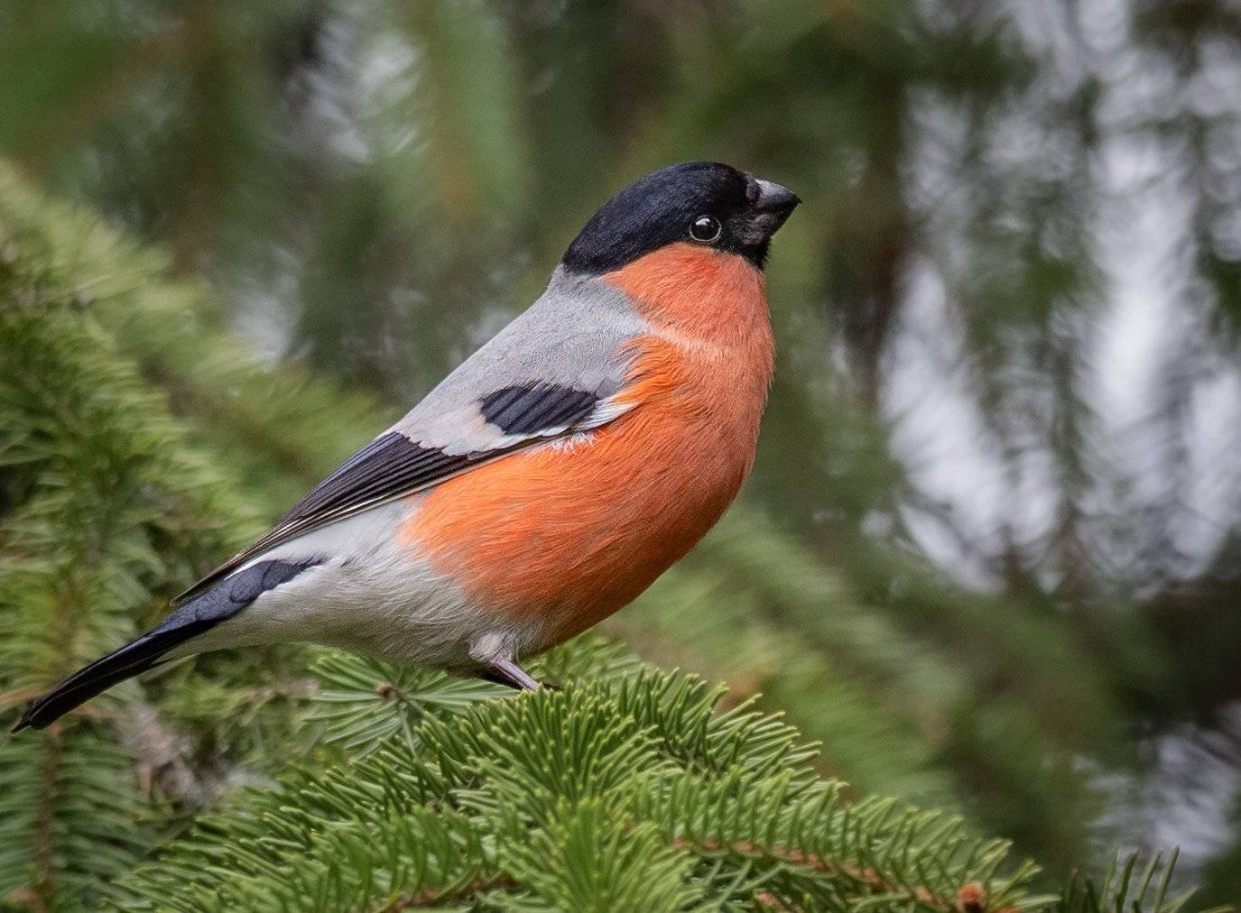 , Курлянцев Алексей