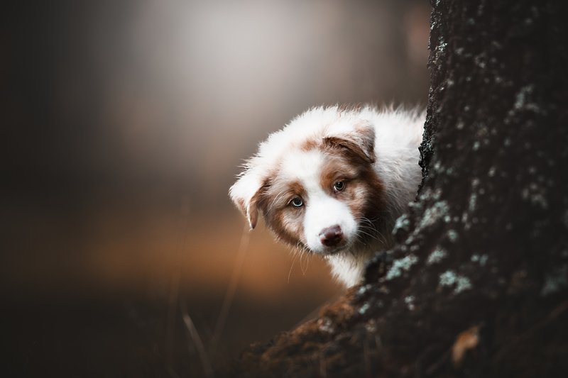 Куку фото превью