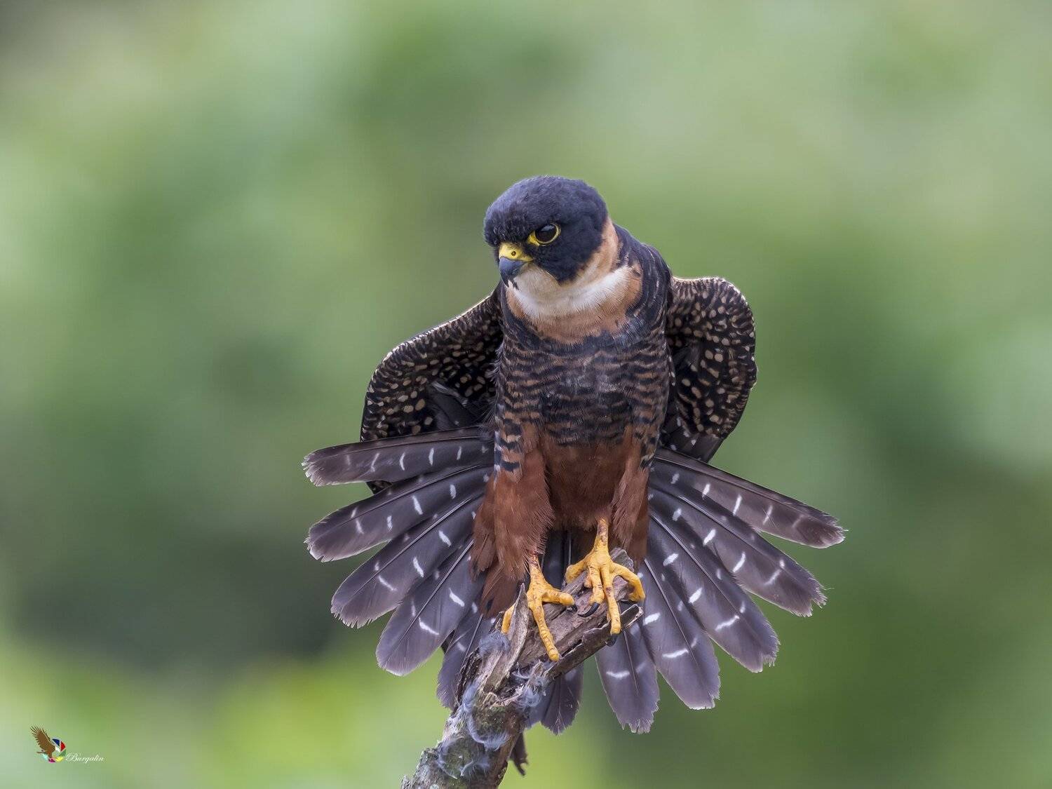 , Fernando Burgalin Sequeira