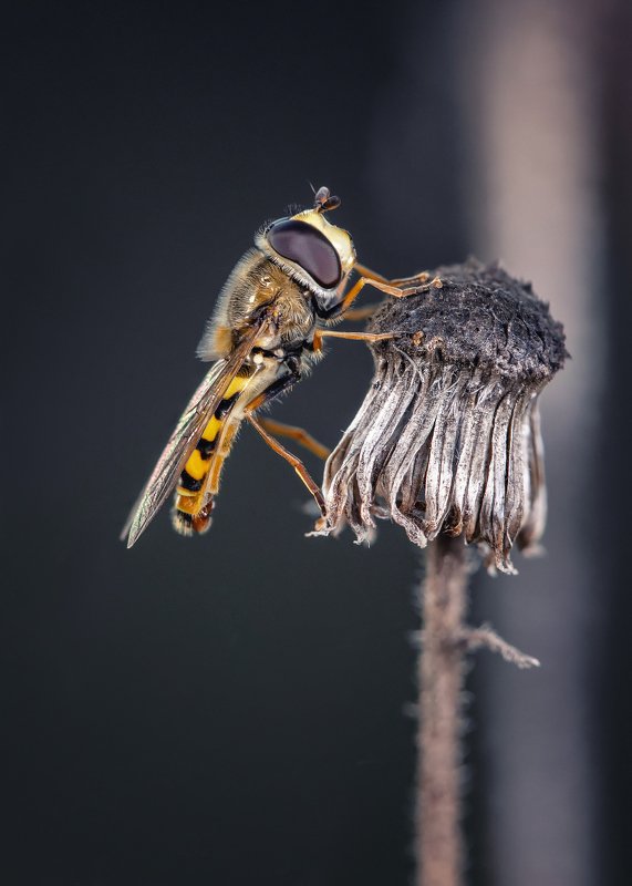 Журчалка фото превью