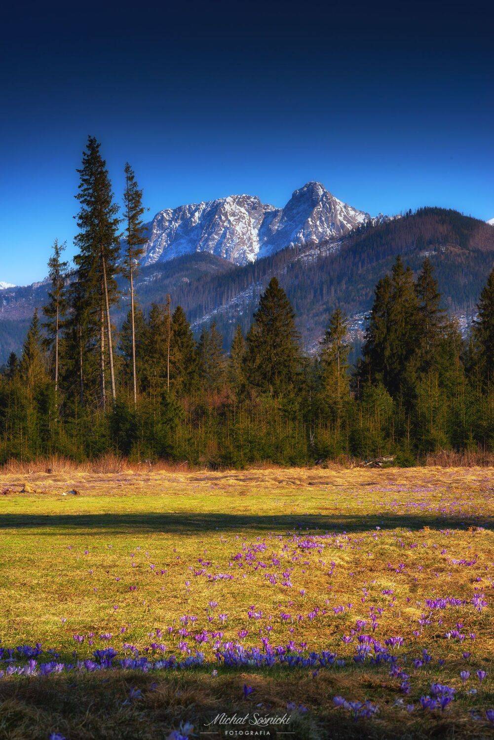 #mountain #tatras #landscape #color #pentax #benro #giewont #poland #crocus, Michał Sośnicki