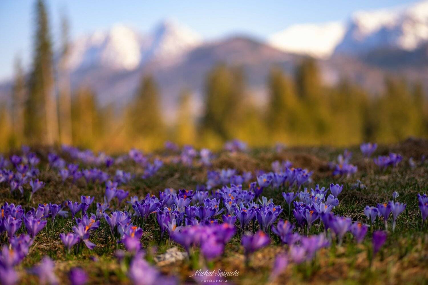 #mountain #tatras #landscape #color #pentax #benro #giewont #poland #crocus, Michał Sośnicki