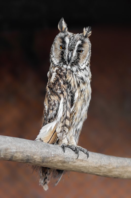 птицы, ушастая сова, сова, минск, беларусь, минский зоопарк, minsk, belarus, minsk zoo, owl, birdphotography, bird, birds,long-eared owl Asio otus фото превью