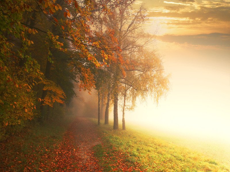 путь в тумане фото превью