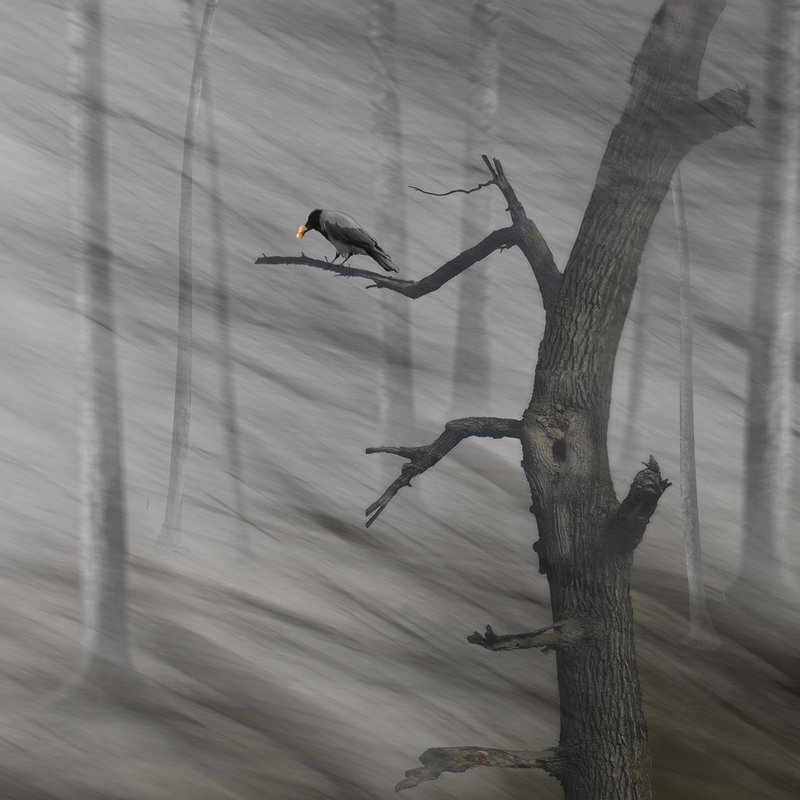 Из жизни Кусковского парка фото превью