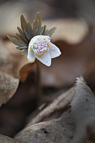 Весна и весенник