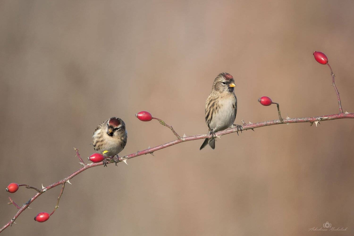 , Arkadiusz Michalak