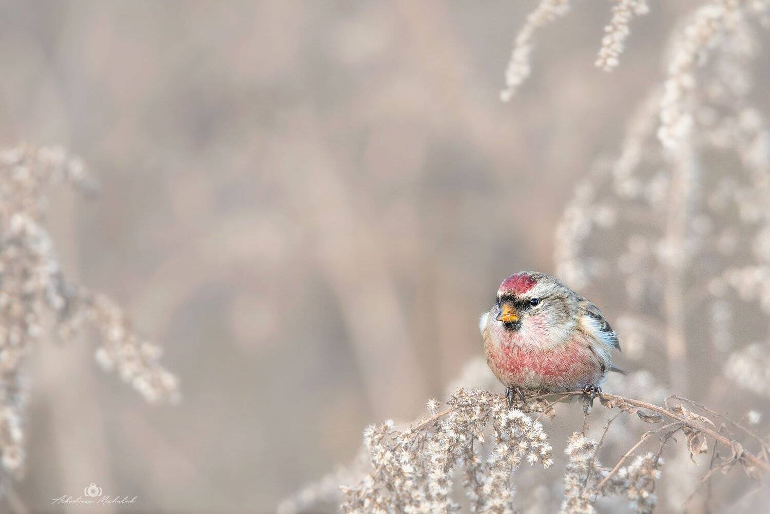 , Arkadiusz Michalak