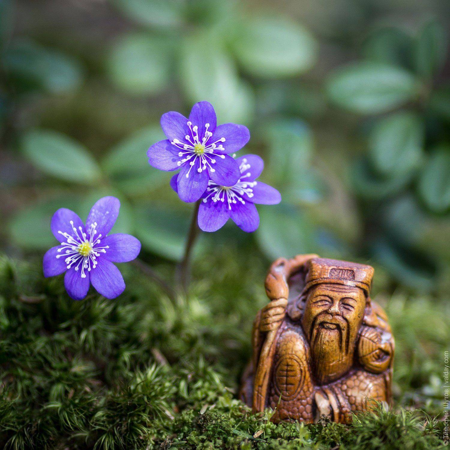валдай, Тимофей Шутов