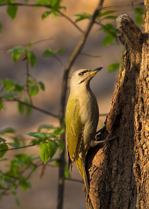 Gray-headed Woodpecker фото превью