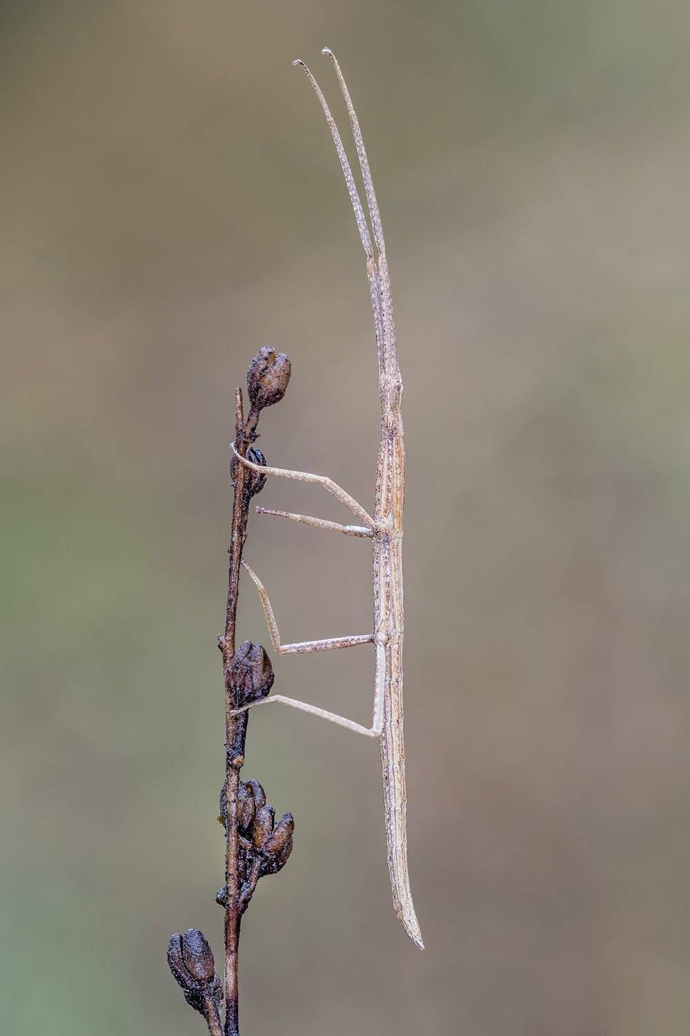 macro, Massimo Tamajo