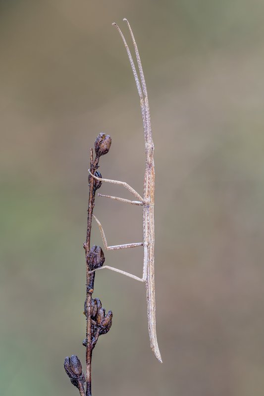 macro Stick insect фото превью