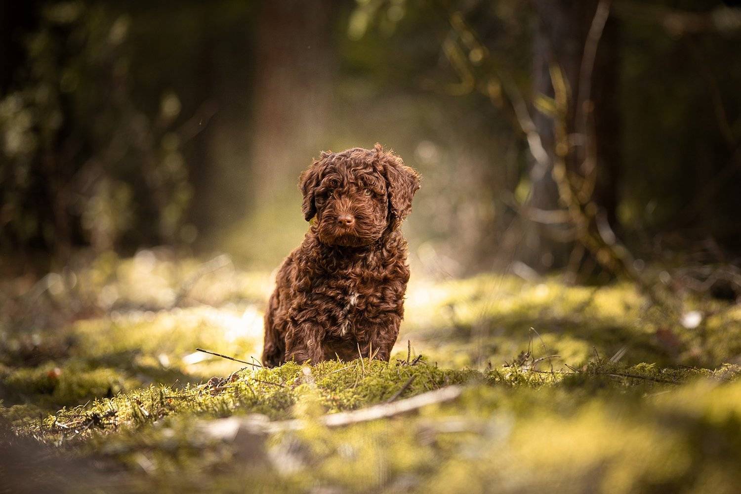 , Наталия Поникарова