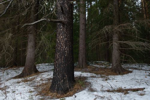 Лес