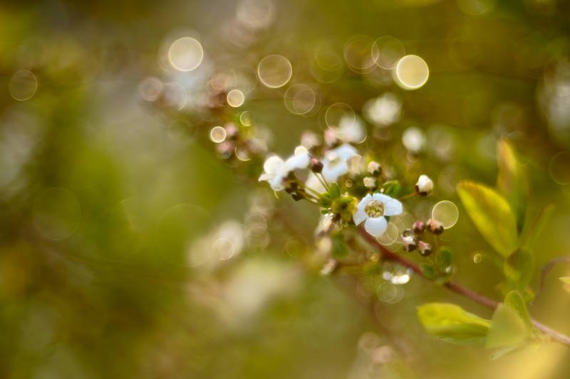 south korea, seoul, spring, flower, bokeh, fantastic, beautiful Beautiful bokeh фото превью