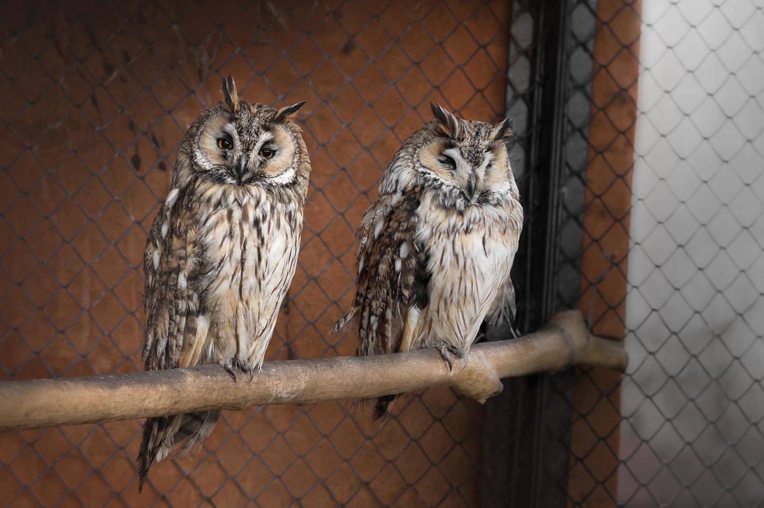 птицы, ушастая сова, сова, минск, беларусь, минский зоопарк, minsk, belarus, minsk zoo, owl, birdphotography, bird, birds,long-eared owl, Полина Хрол