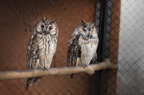 Sleepy Long-eared owls
