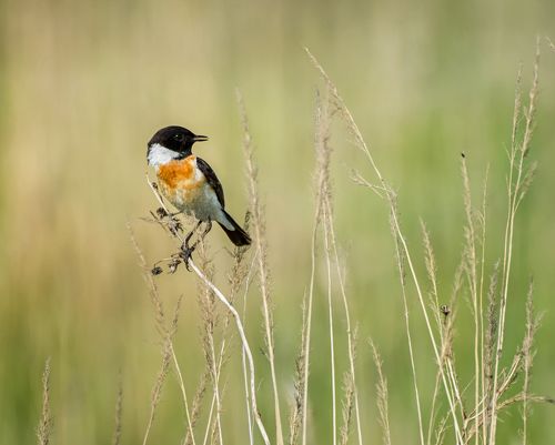 Своя охота...