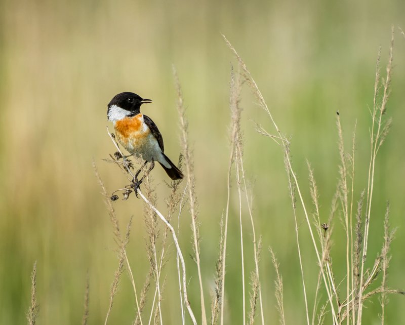 птица, черноголовый чекан, луг, охота, мухоловка, Своя охота... фото превью