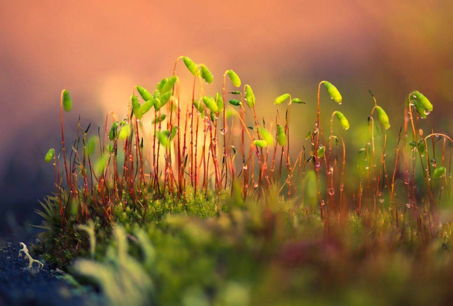 весна, мох, Галанзовская Оксана