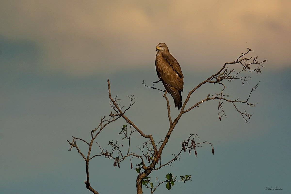 , Валерий Субачев