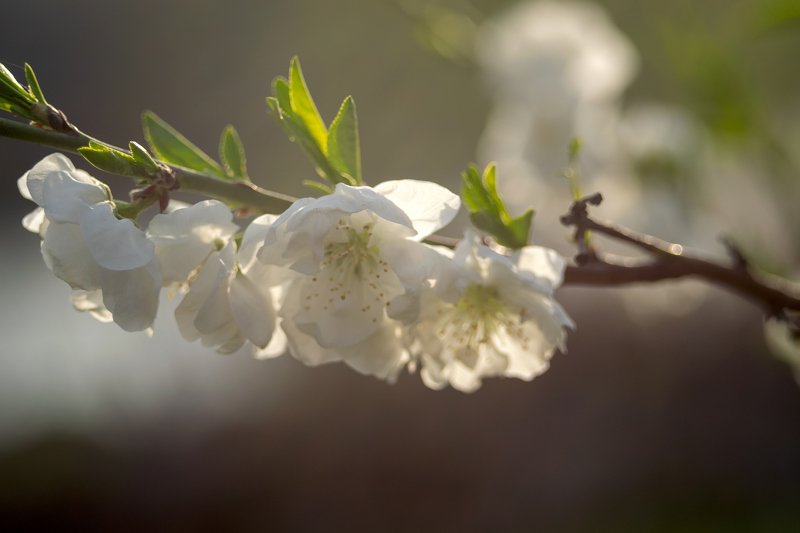 Свет весны фото превью