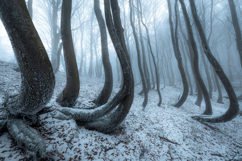 forest, trees, winter, ice, snow, clod, fog, mist, nature, landscape Frozen Octopus фото превью